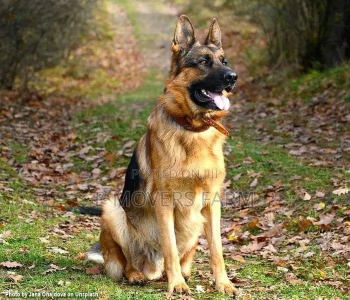 1-3 months Female Purebred German Shepherd