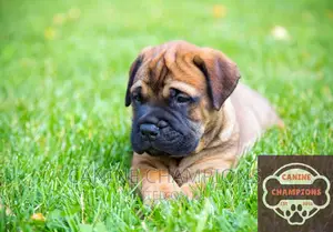 1-3 months Male Purebred Bullmastiff