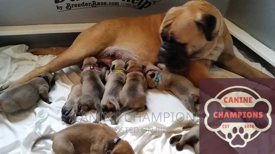 1-3 months Male Purebred Bullmastiff