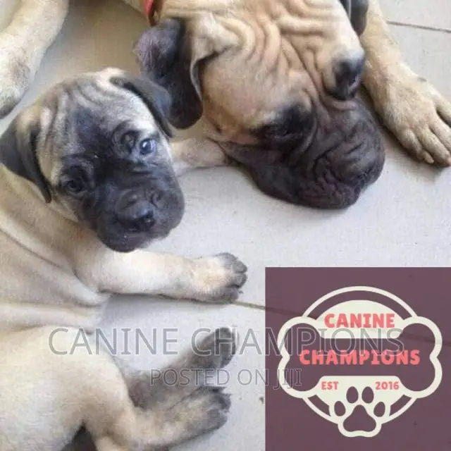 1-3 months Male Purebred Bullmastiff