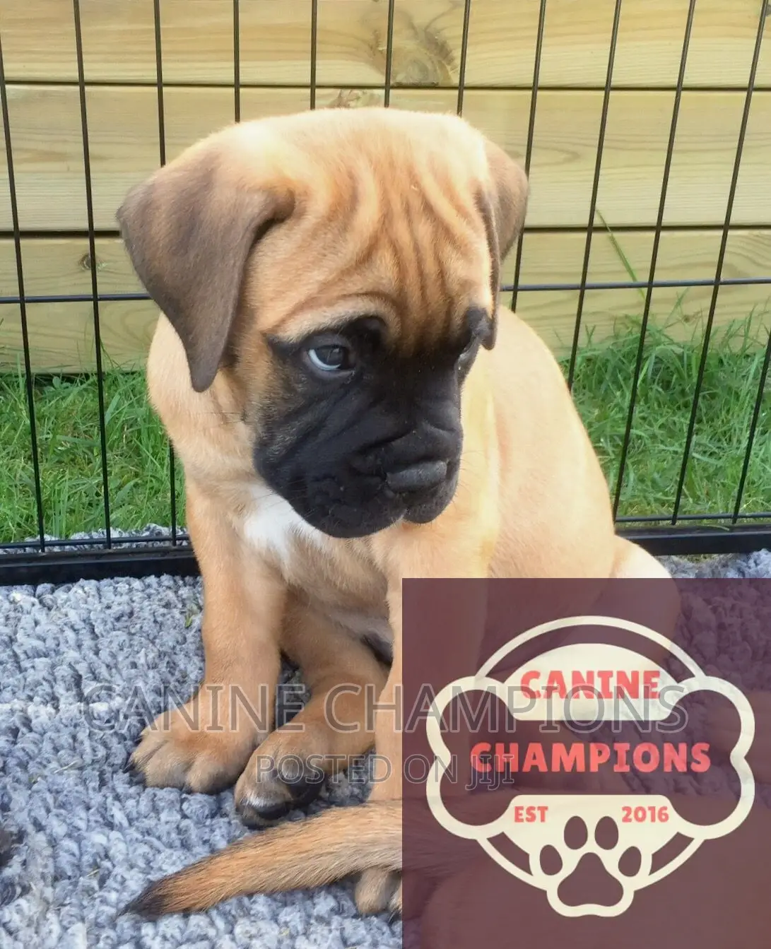 1-3 months Male Purebred Bullmastiff