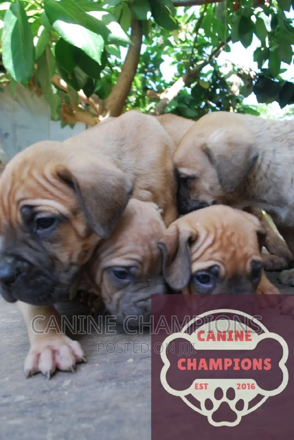 1-3 months Male Purebred Bullmastiff