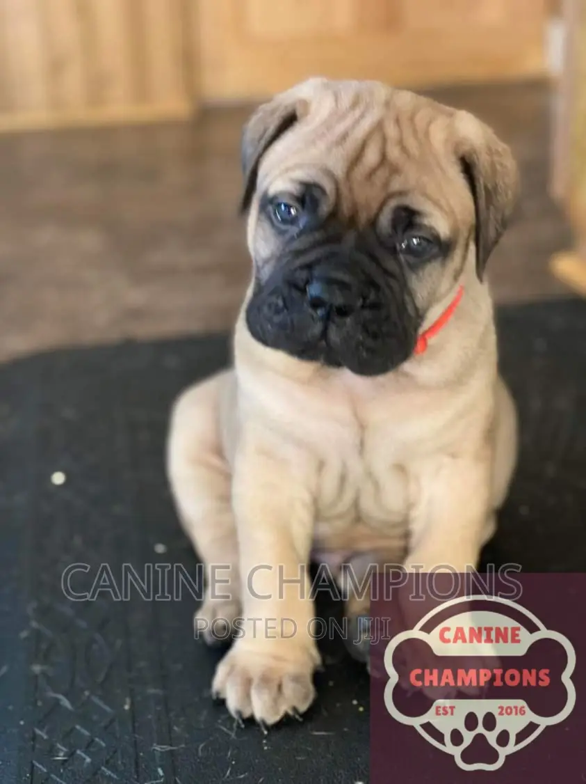 1-3 months Male Purebred Bullmastiff