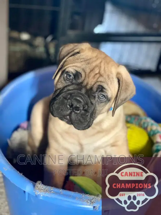 1-3 months Male Purebred Bullmastiff in Accra Metropolitan Dogs