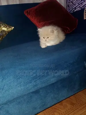 0-1 month Female Purebred Persian