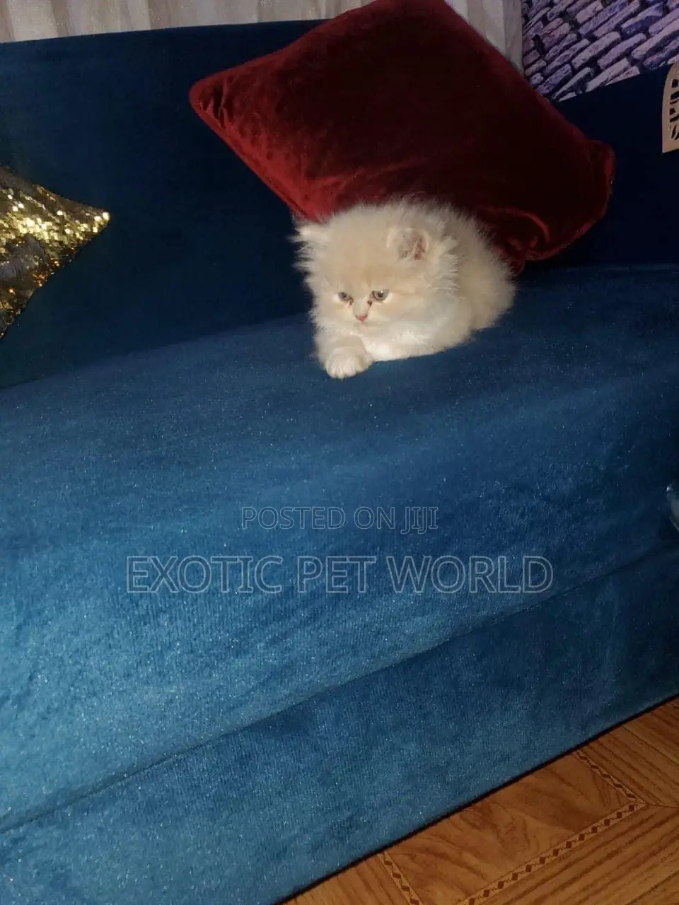 0-1 month Female Purebred Persian
