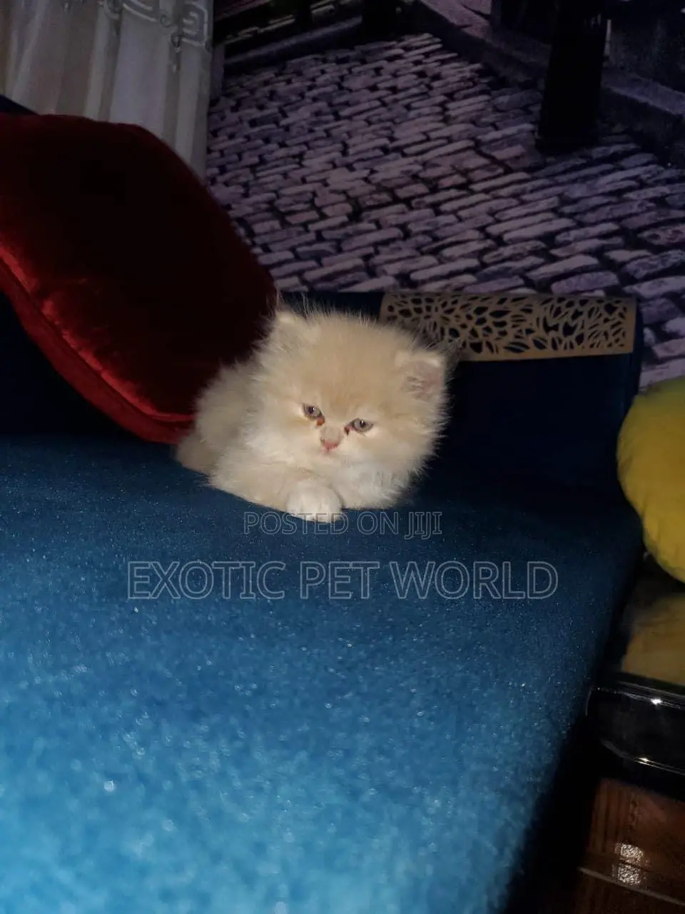 0-1 month Female Purebred Persian