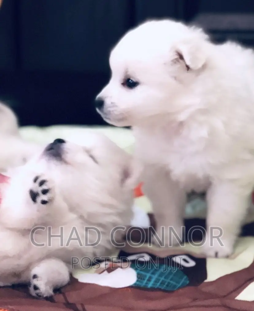 1-3 months Female Purebred Japanese Spitz