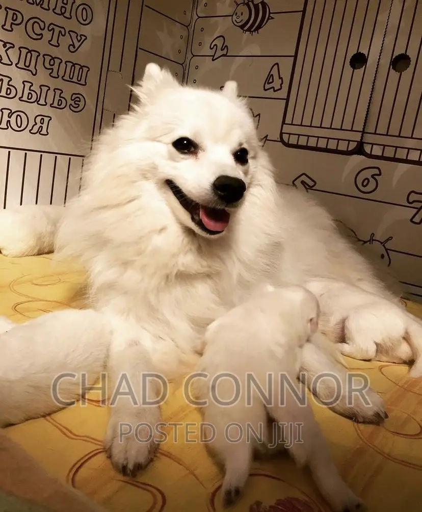 1-3 months Female Purebred Japanese Spitz