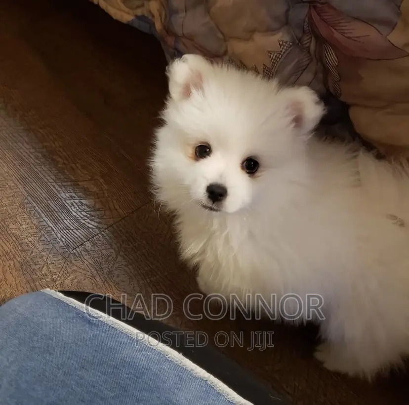 3-6 months Female Purebred American Eskimo