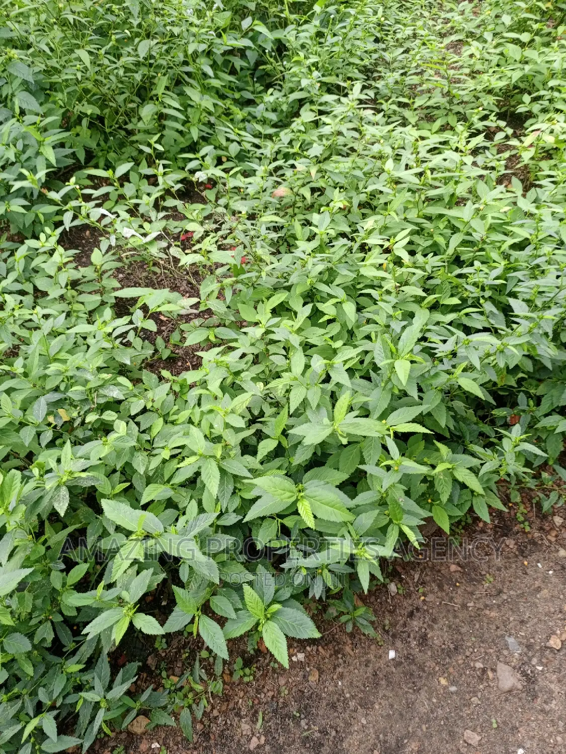 50acres Farmland Suitable for Mango, Coconut, Palm-Tree