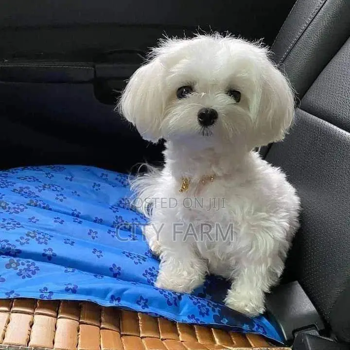 1-3 months Male Purebred Poodle