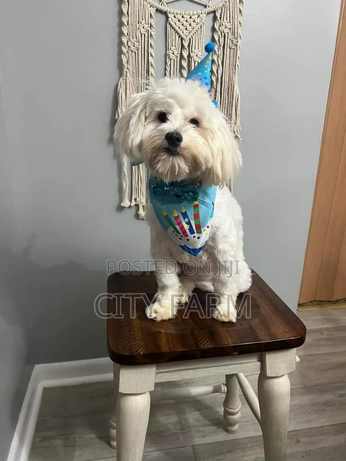 1-3 months Male Purebred Poodle