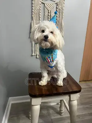 1-3 months Male Purebred Poodle