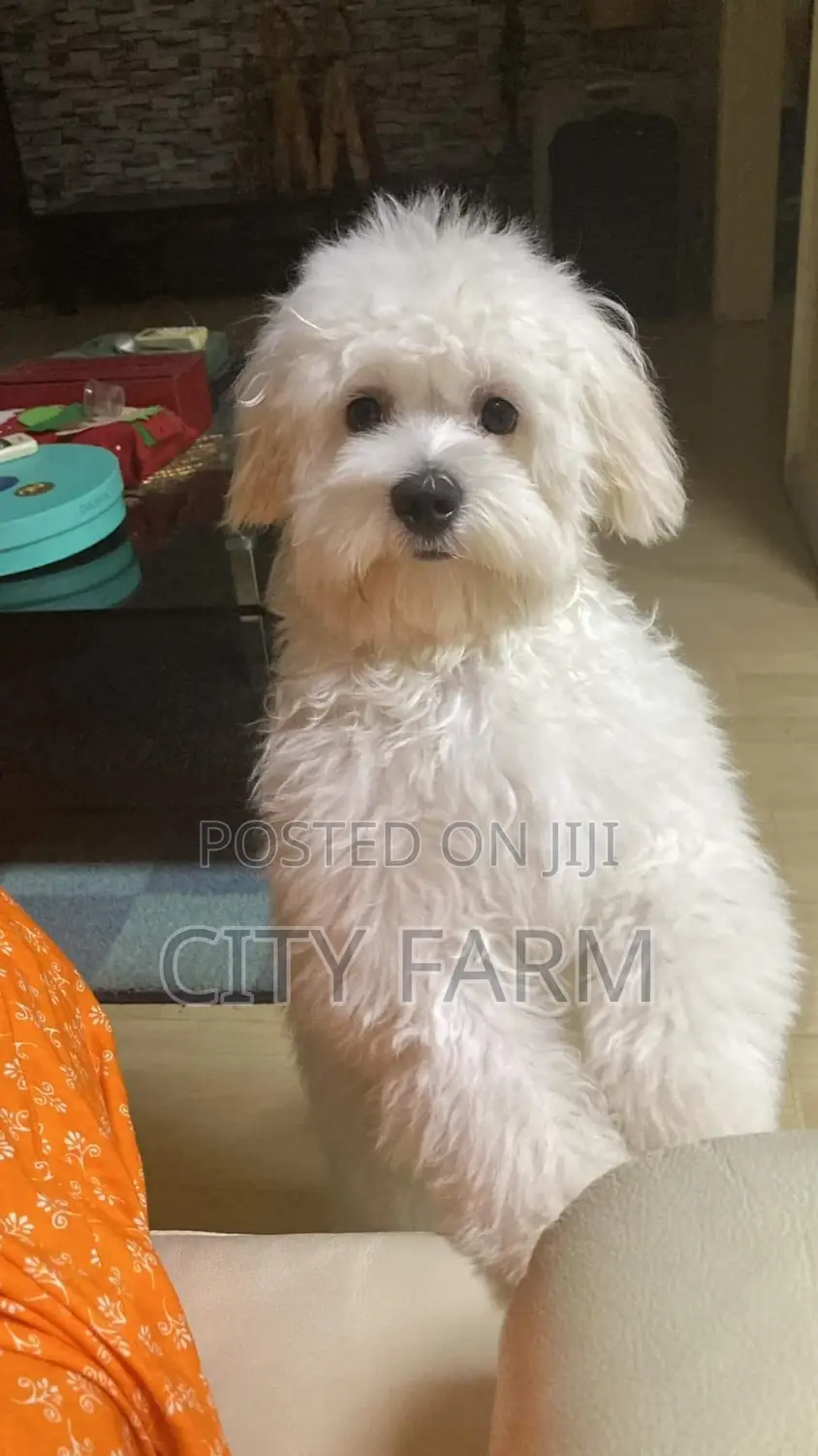 1-3 months Female Purebred Poodle
