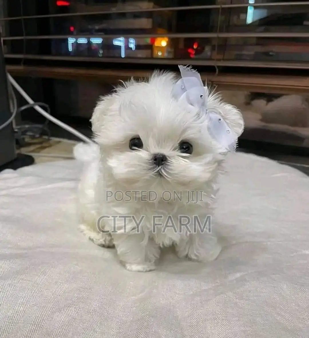1-3 months Female Purebred Poodle