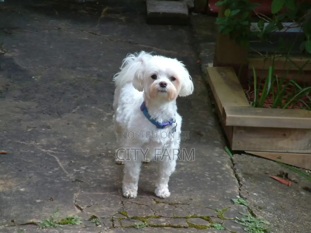1-3 months Female Purebred Poodle