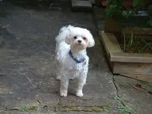 1-3 months Female Purebred Poodle