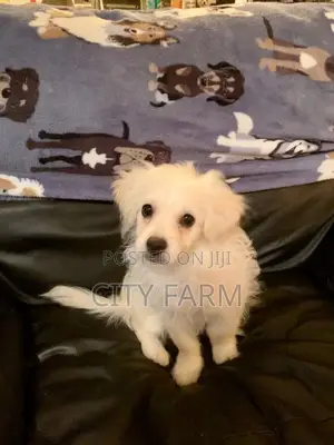 1-3 months Male Purebred Poodle