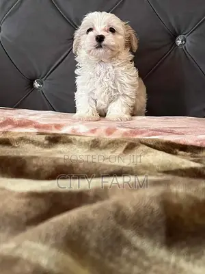 1-3 months Male Purebred Poodle