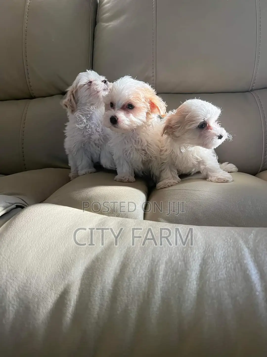 1-3 months Female Purebred Poodle
