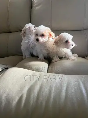 1-3 months Female Purebred Poodle