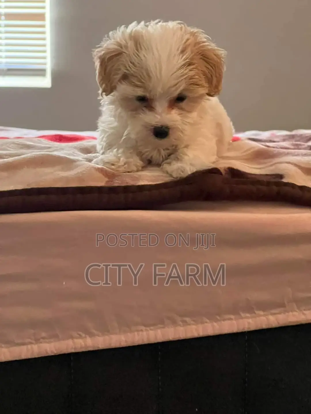 1-3 months Female Purebred Poodle