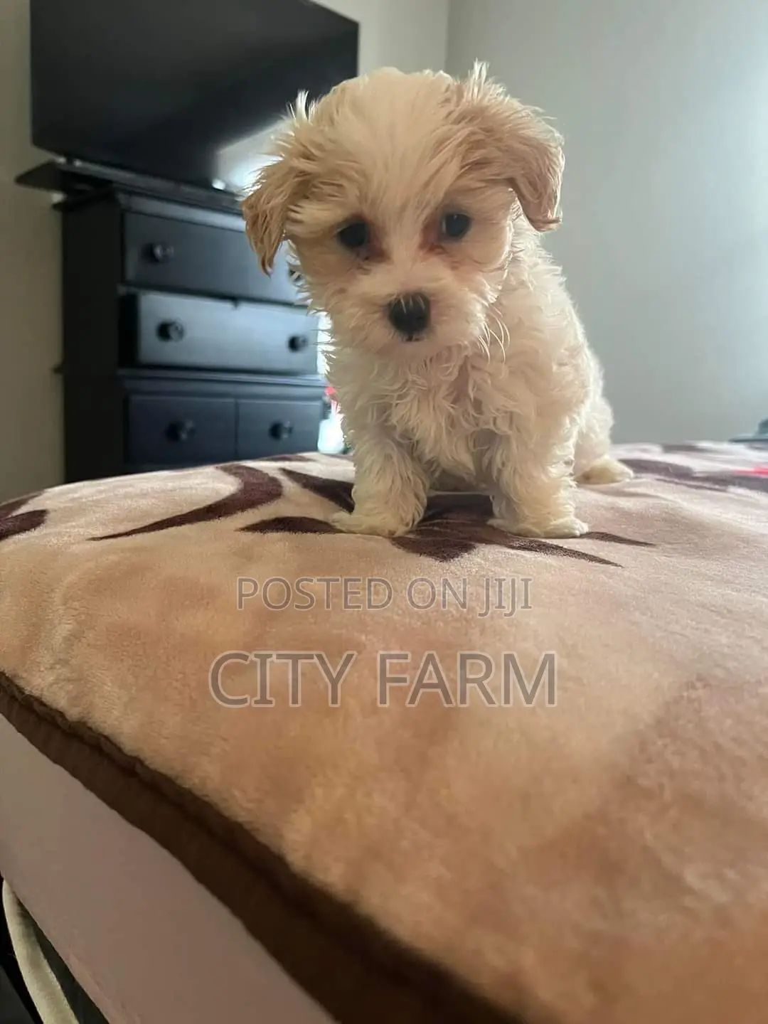 1-3 months Female Purebred Poodle