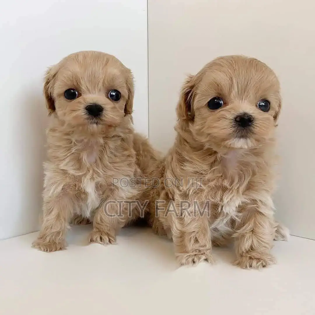 1-3 months Male Purebred Poodle