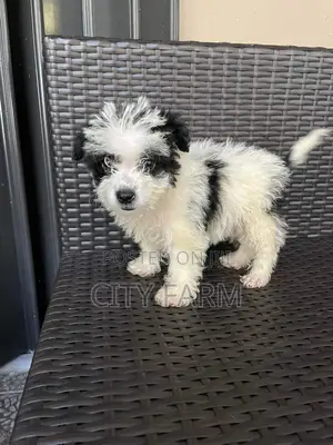 1-3 months Male Purebred Poodle