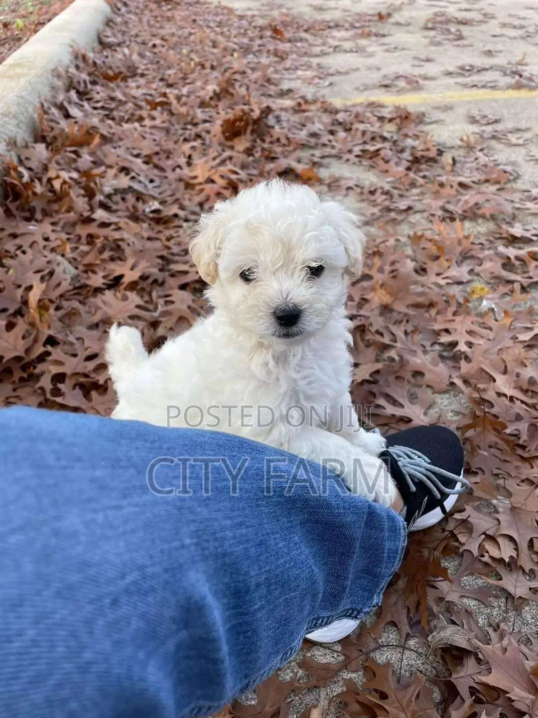 1-3 months Female Purebred Poodle