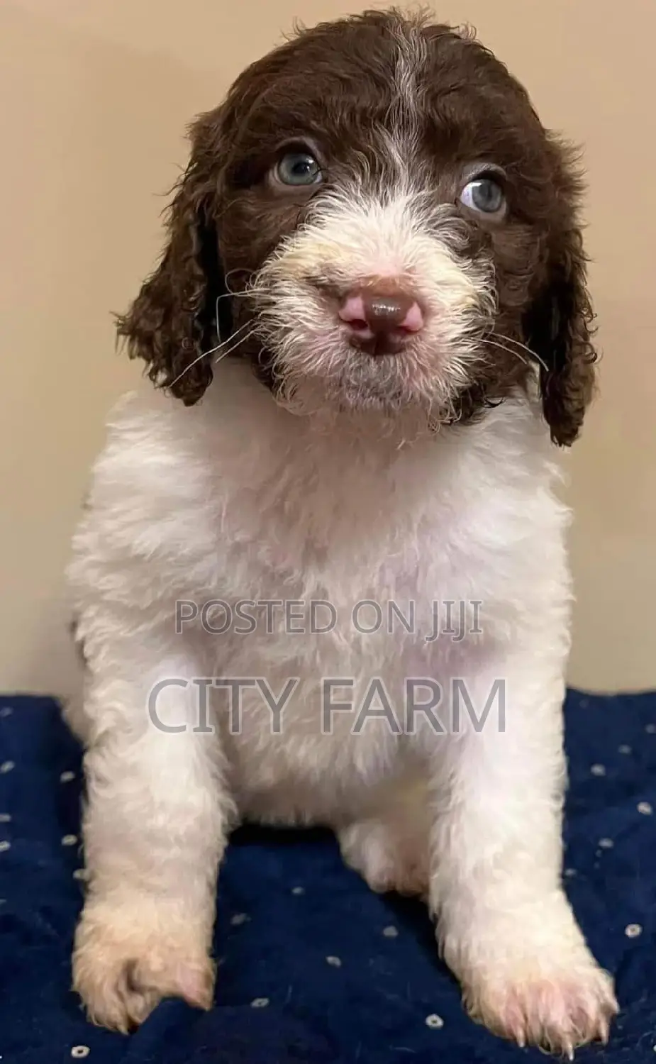 1-3 months Male Purebred Poodle
