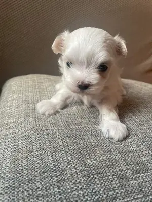 1-3 months Male Purebred Poodle