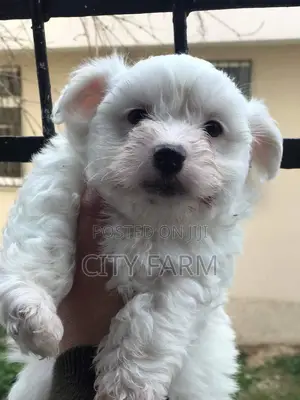 1-3 months Male Purebred Poodle