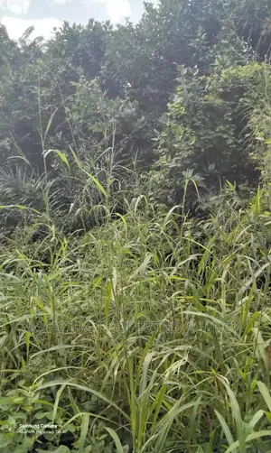 2200acres of Farm Land for Sale at Nsawam Teacher Mante