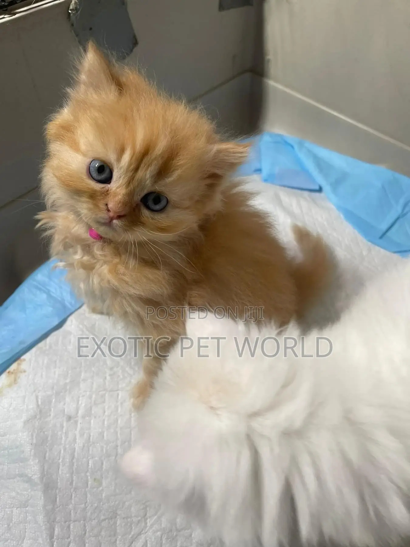 0-1 month Female Purebred Persian