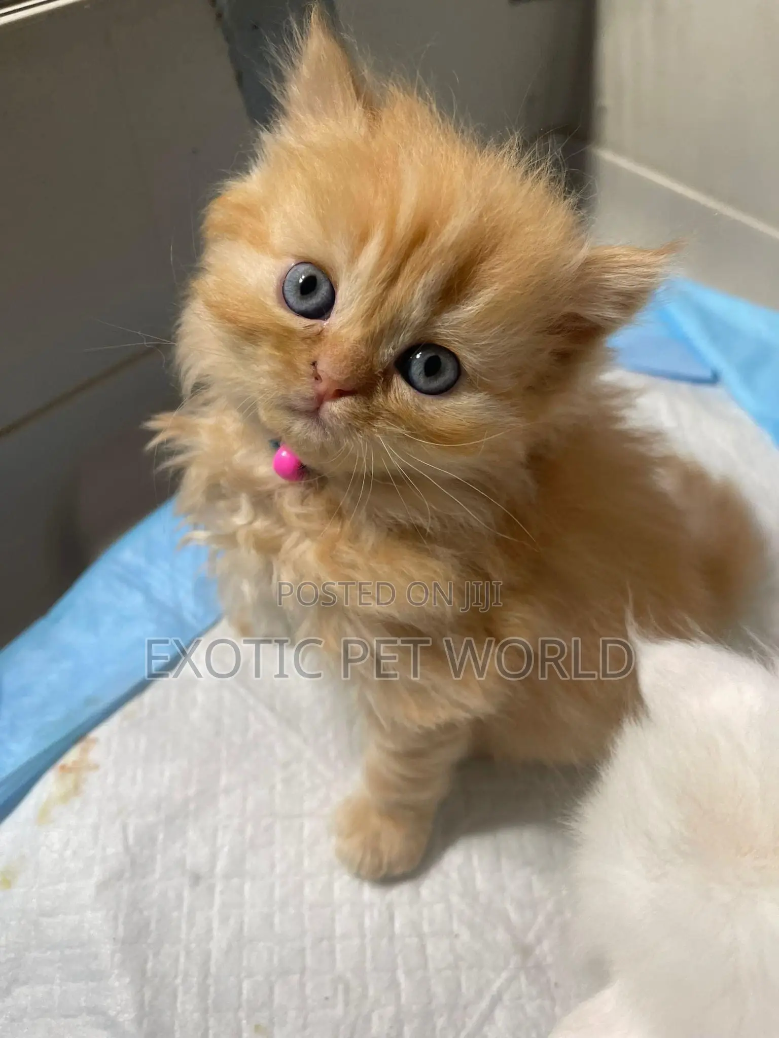 0-1 month Female Purebred Persian