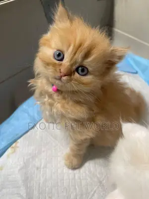 0-1 month Female Purebred Persian