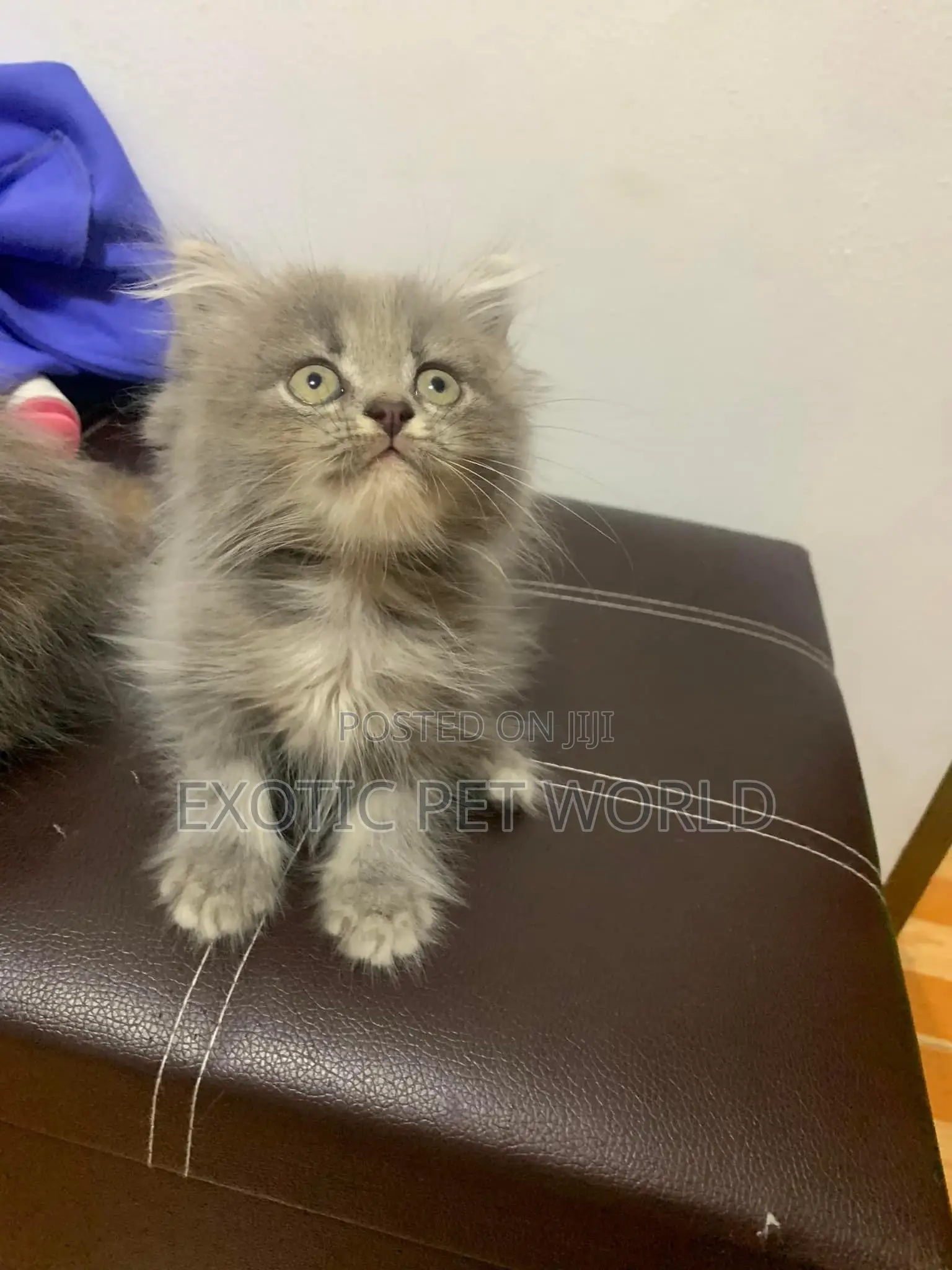 1-3 months Female Purebred Persian