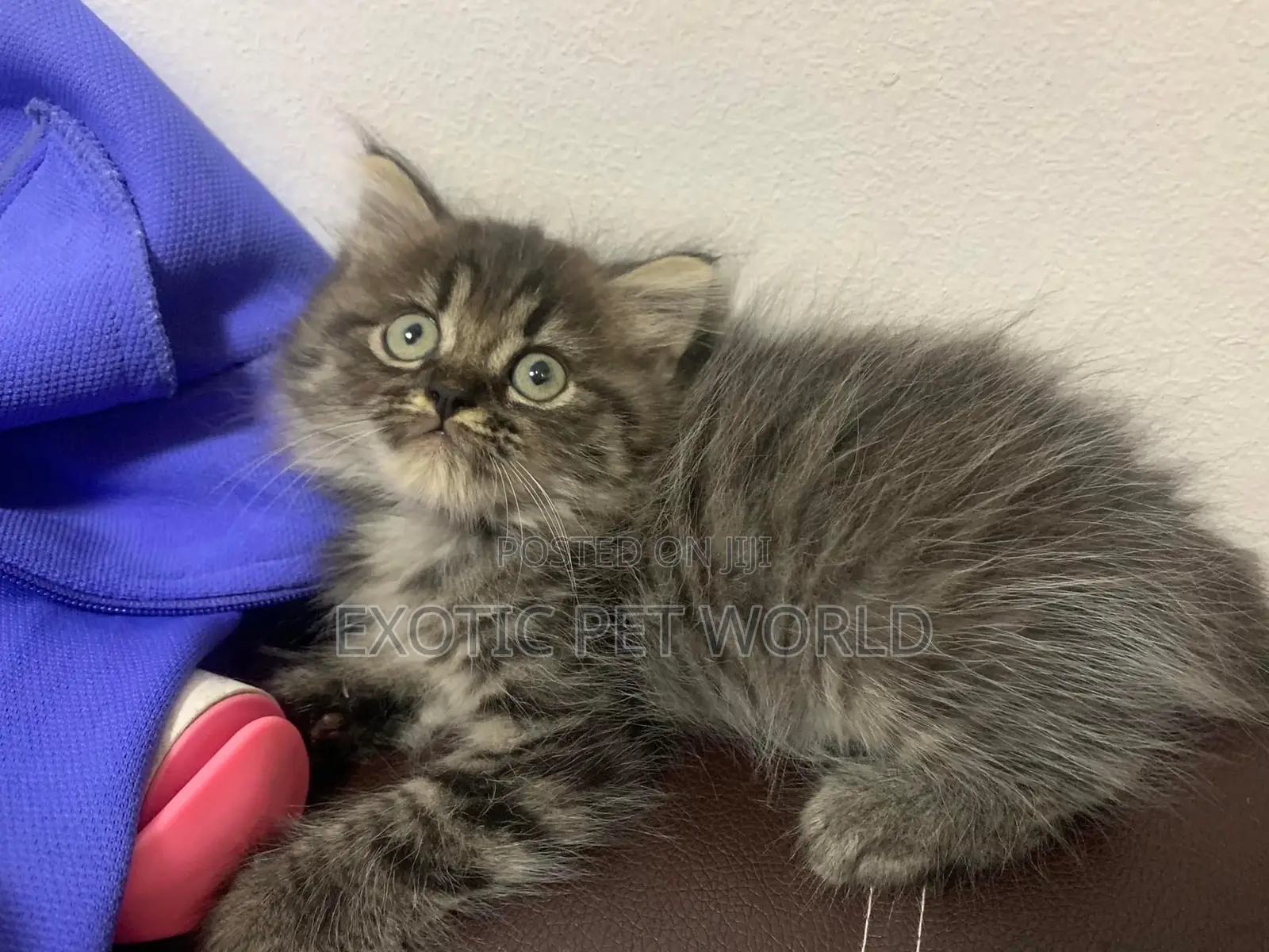 1-3 months Female Purebred Persian