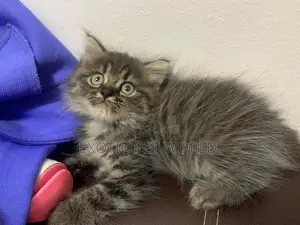 1-3 months Female Purebred Persian