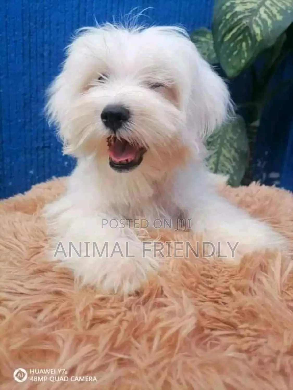 1-3 months Male Purebred Poodle