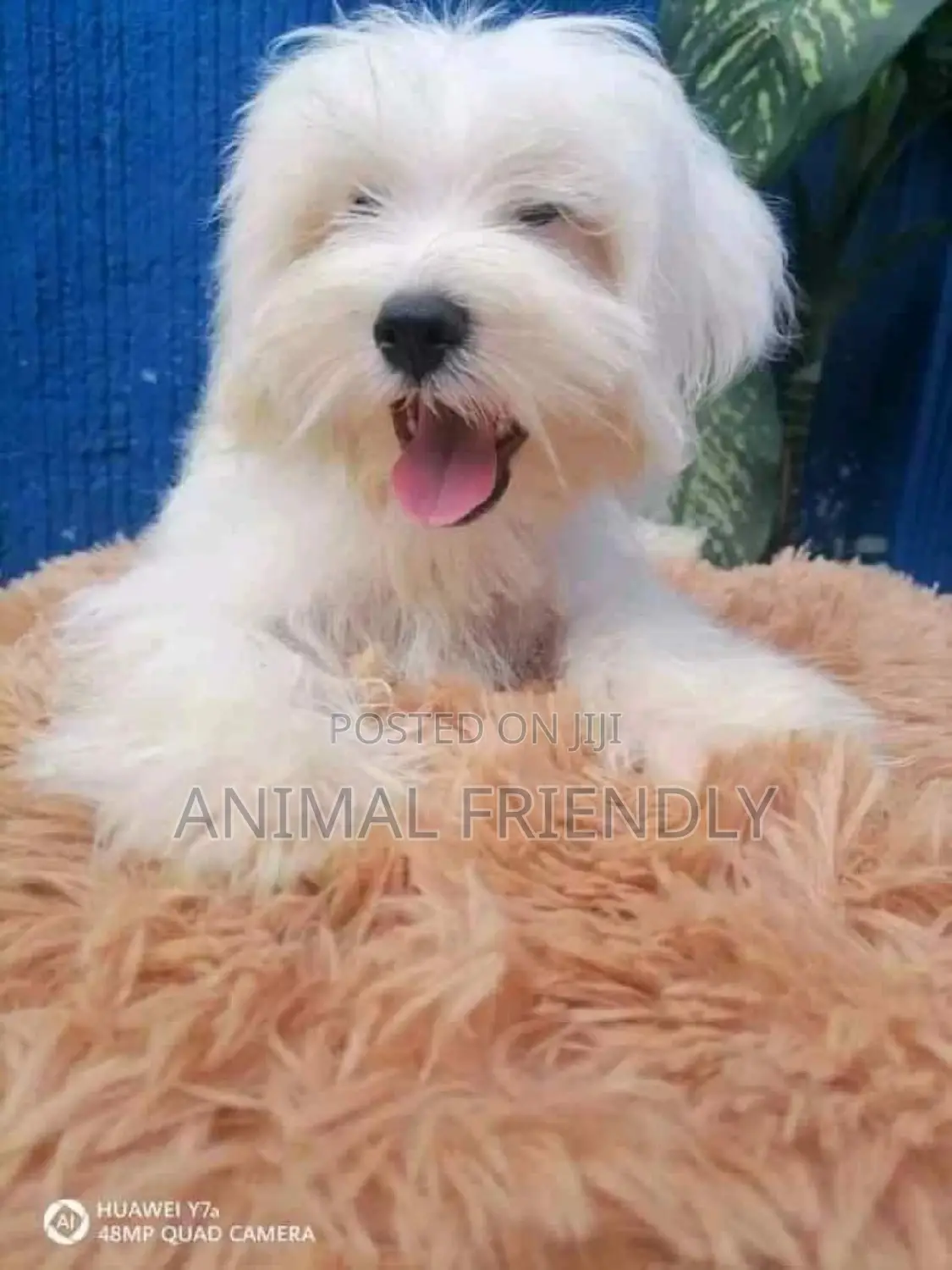 1-3 months Female Purebred Poodle