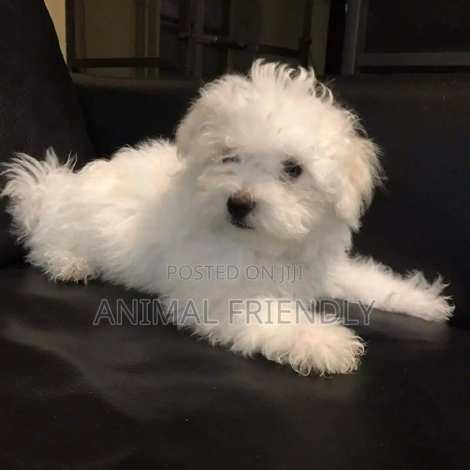 1-3 months Female Purebred Poodle