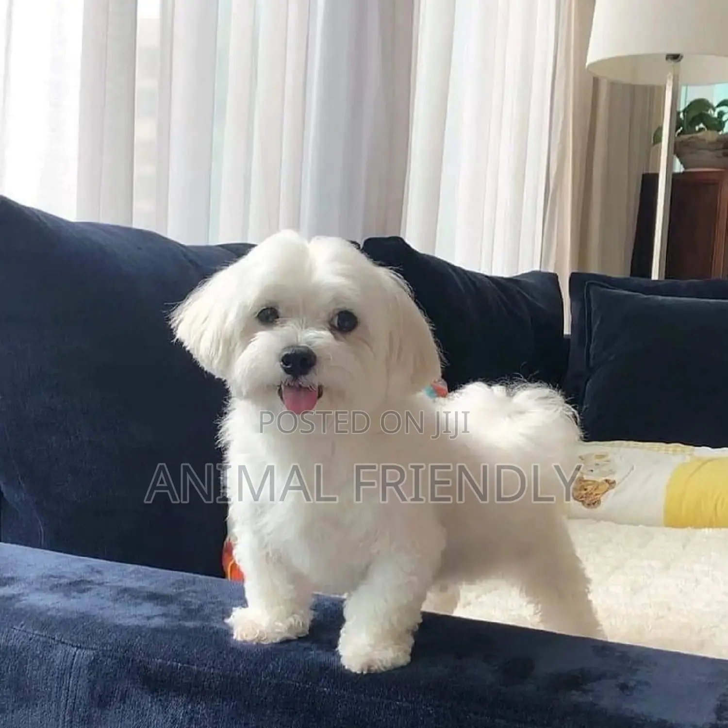 1-3 months Female Purebred Poodle