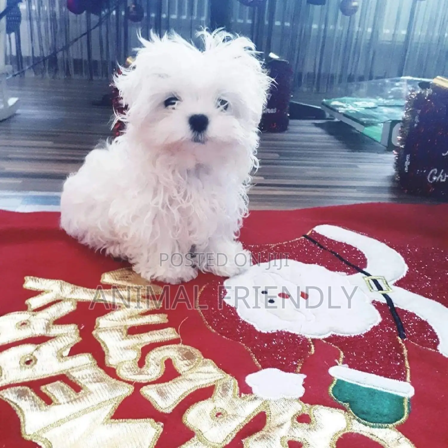 1-3 months Male Purebred Poodle
