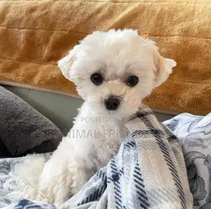 1-3 months Female Purebred Poodle