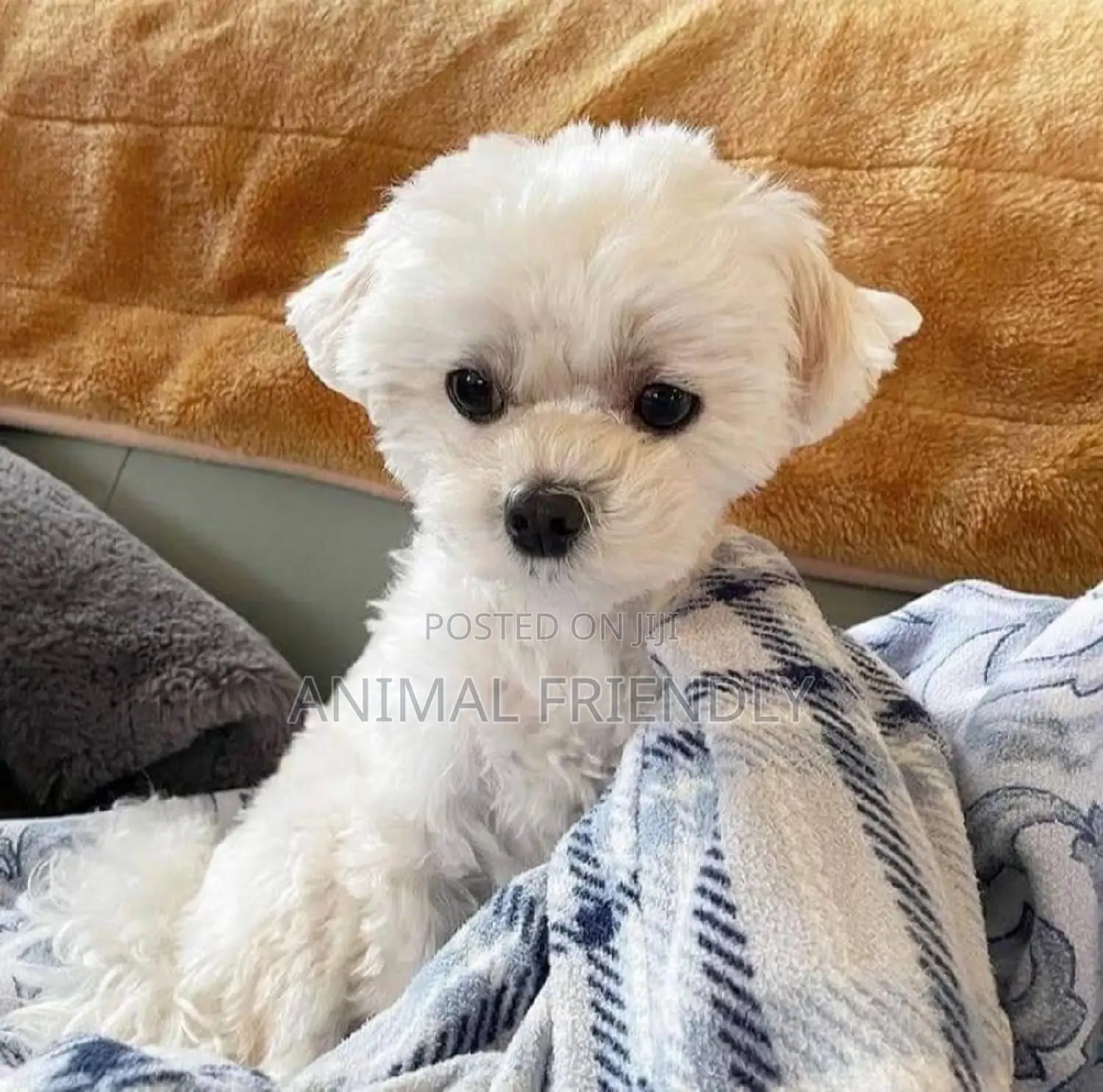 1-3 months Male Purebred Poodle