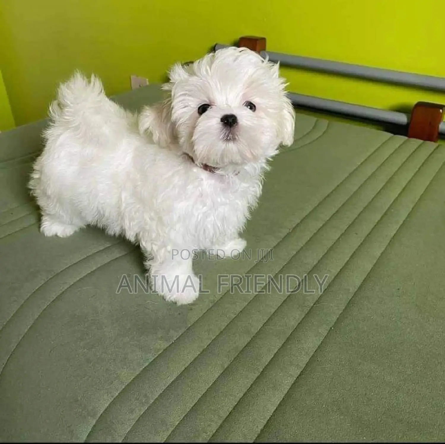 1-3 months Male Purebred Poodle