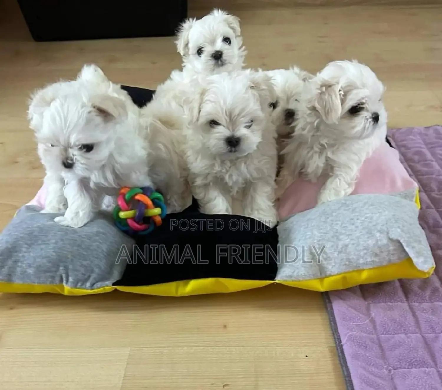 1-3 months Male Purebred Poodle